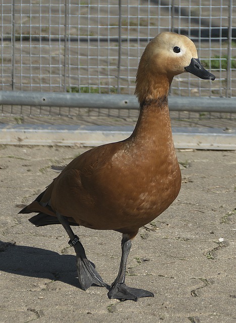 角色